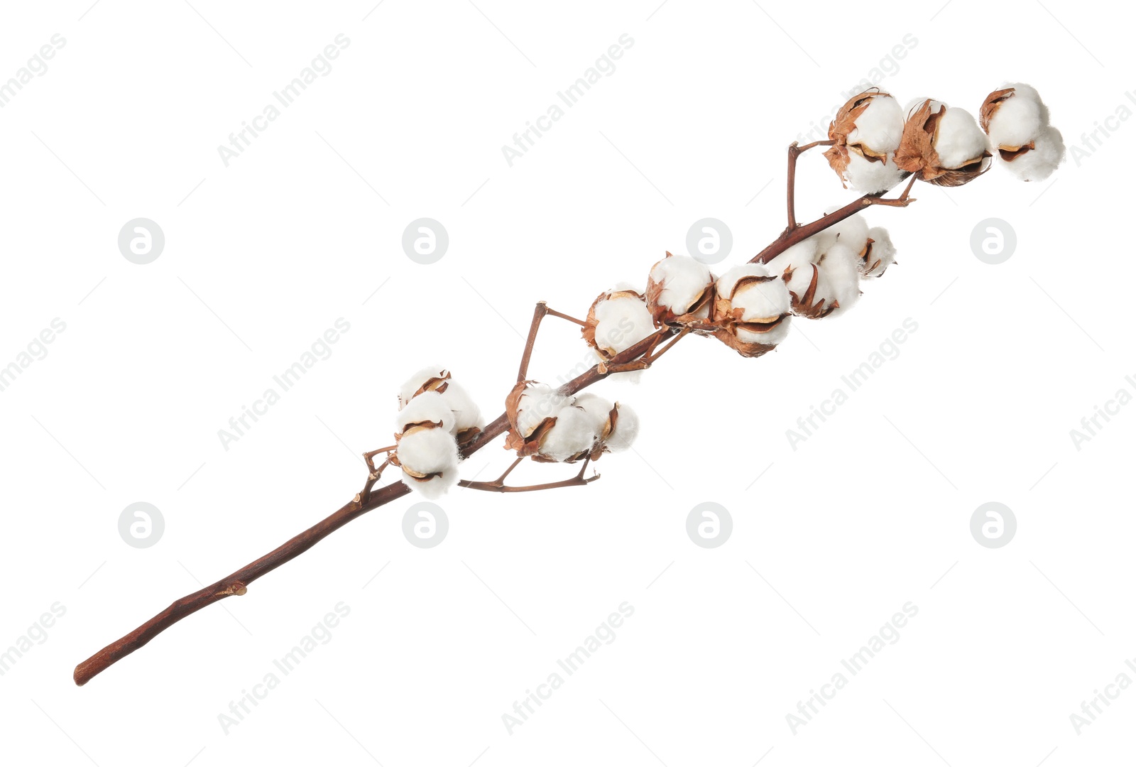 Photo of Beautiful fluffy cotton flowers on white background