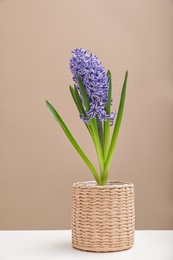 Photo of Beautiful hyacinth in wicker pot on table against color background. Spring flowers