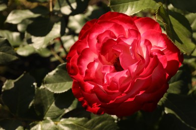 Beautiful rose blooming on sunny day outdoors, closeup. Space for text