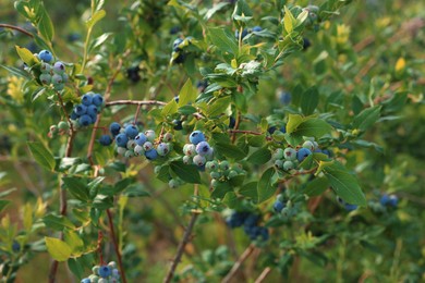 Photo of Bush of wild blueberry with berries growing outdoors