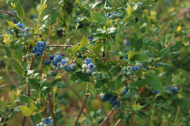 Bush of wild blueberry with berries growing outdoors