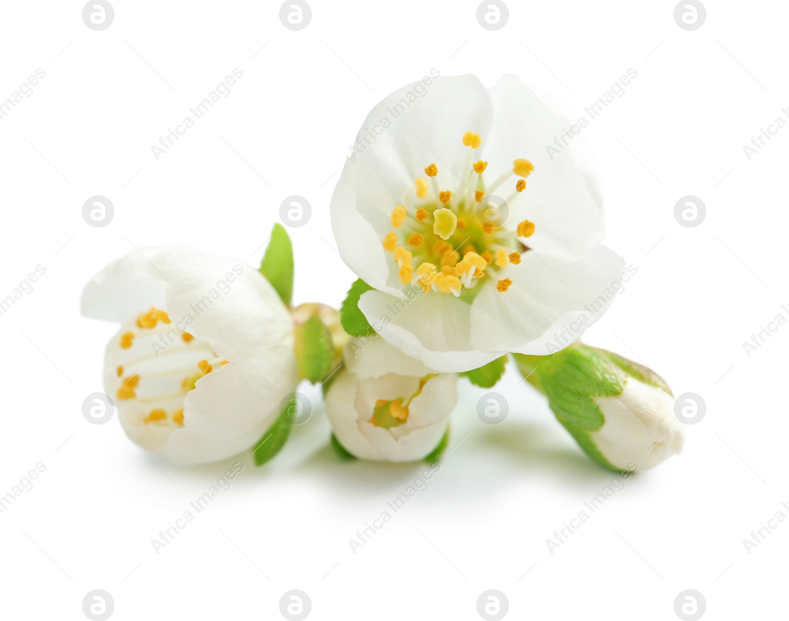 Photo of Beautiful blossoming flowers on white background