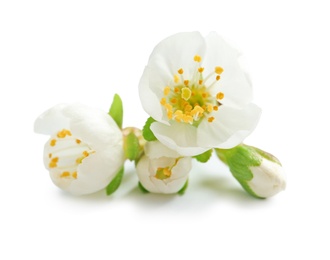 Photo of Beautiful blossoming flowers on white background