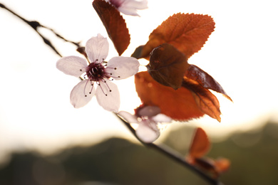 Closeup view of blossoming tree outdoors on spring day