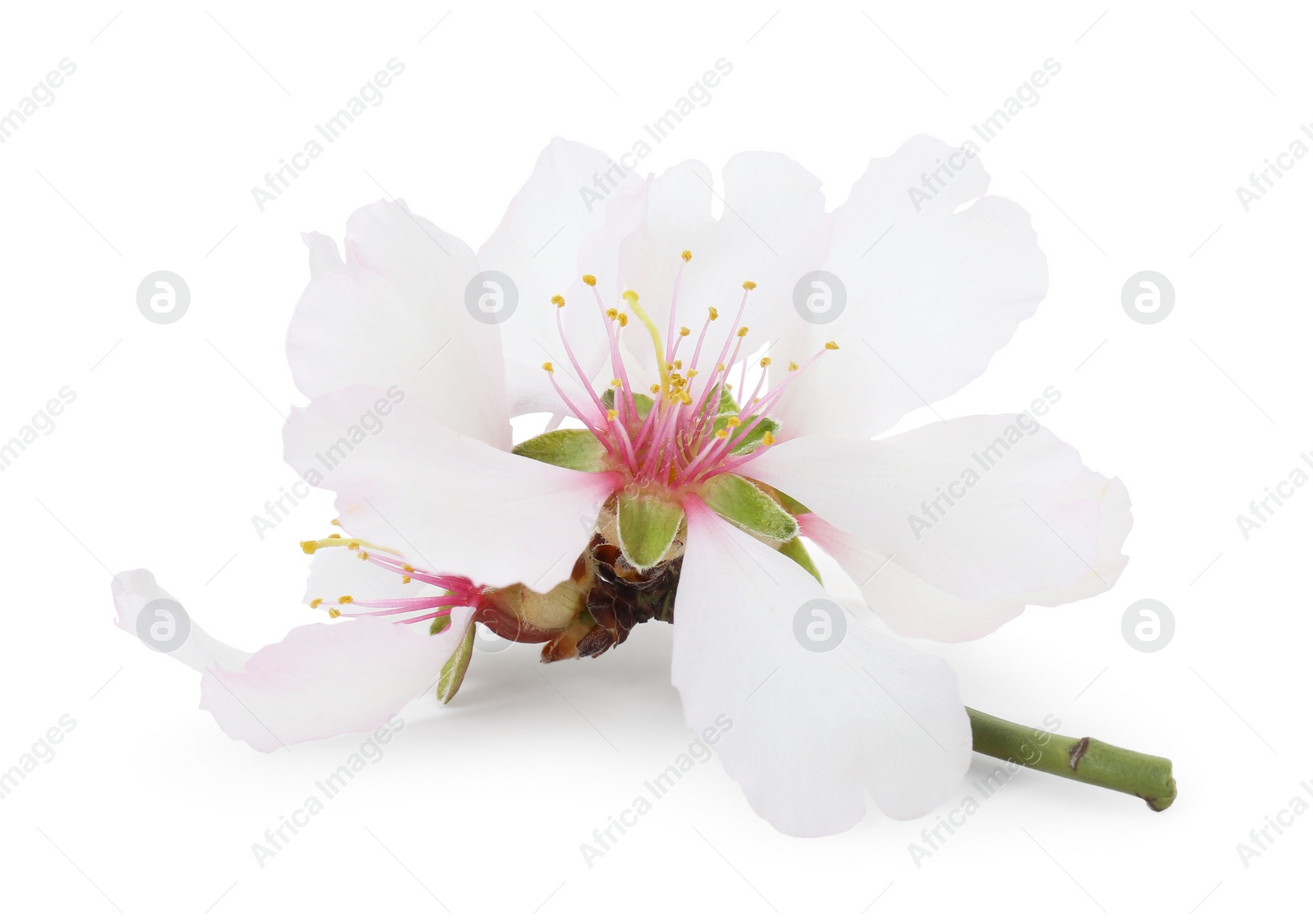 Photo of Beautiful spring tree blossoms isolated on white