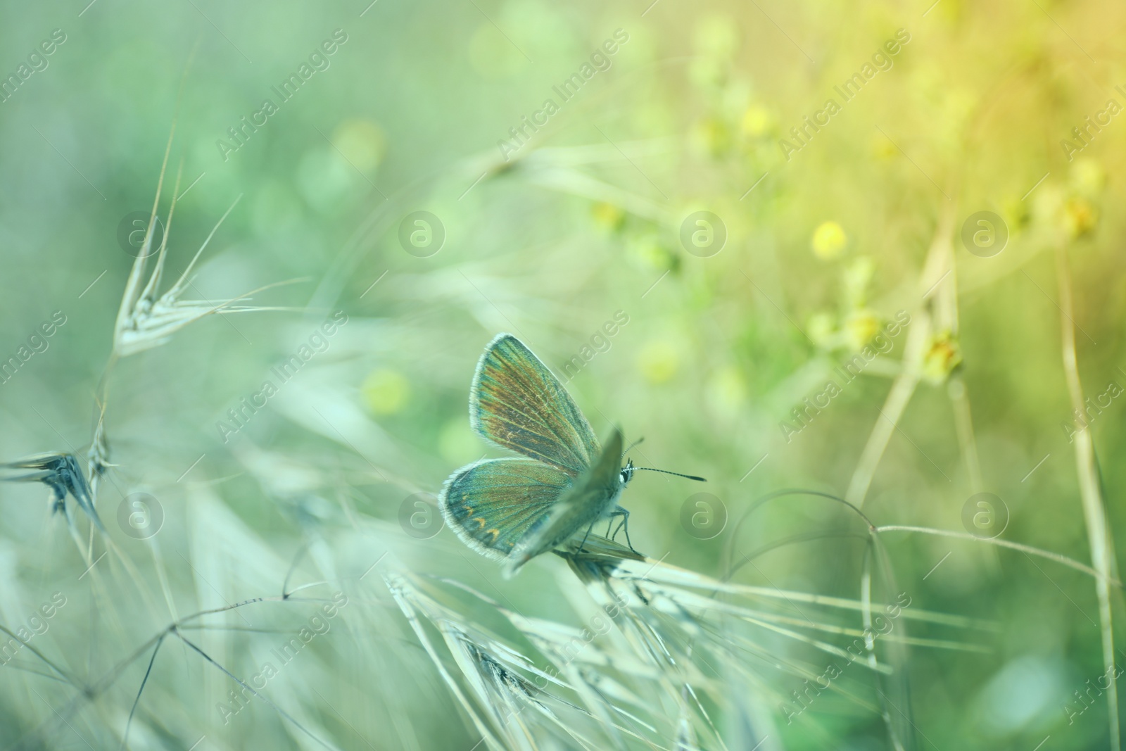 Photo of Beautiful Adonis blue butterfly on plant in field, closeup