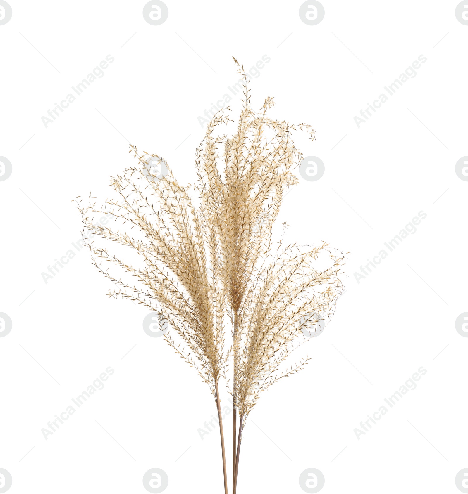 Photo of Beautiful tender dried flowers on white background.