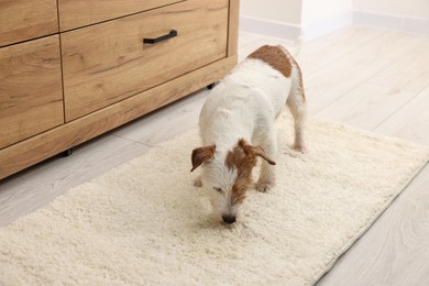 Cute dog near wet spot on rug indoors