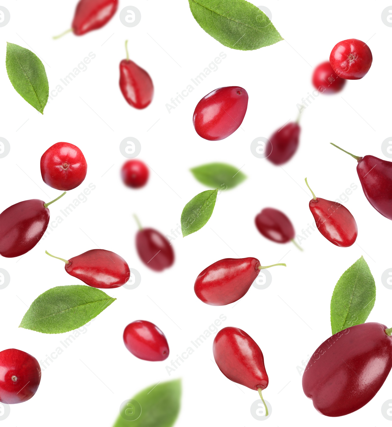 Image of Many fresh dogwood berries and leaves falling on white background