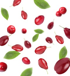 Many fresh dogwood berries and leaves falling on white background