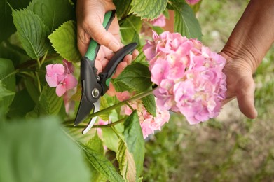 Gardener cutting hydrangea with secateurs outdoors, closeup