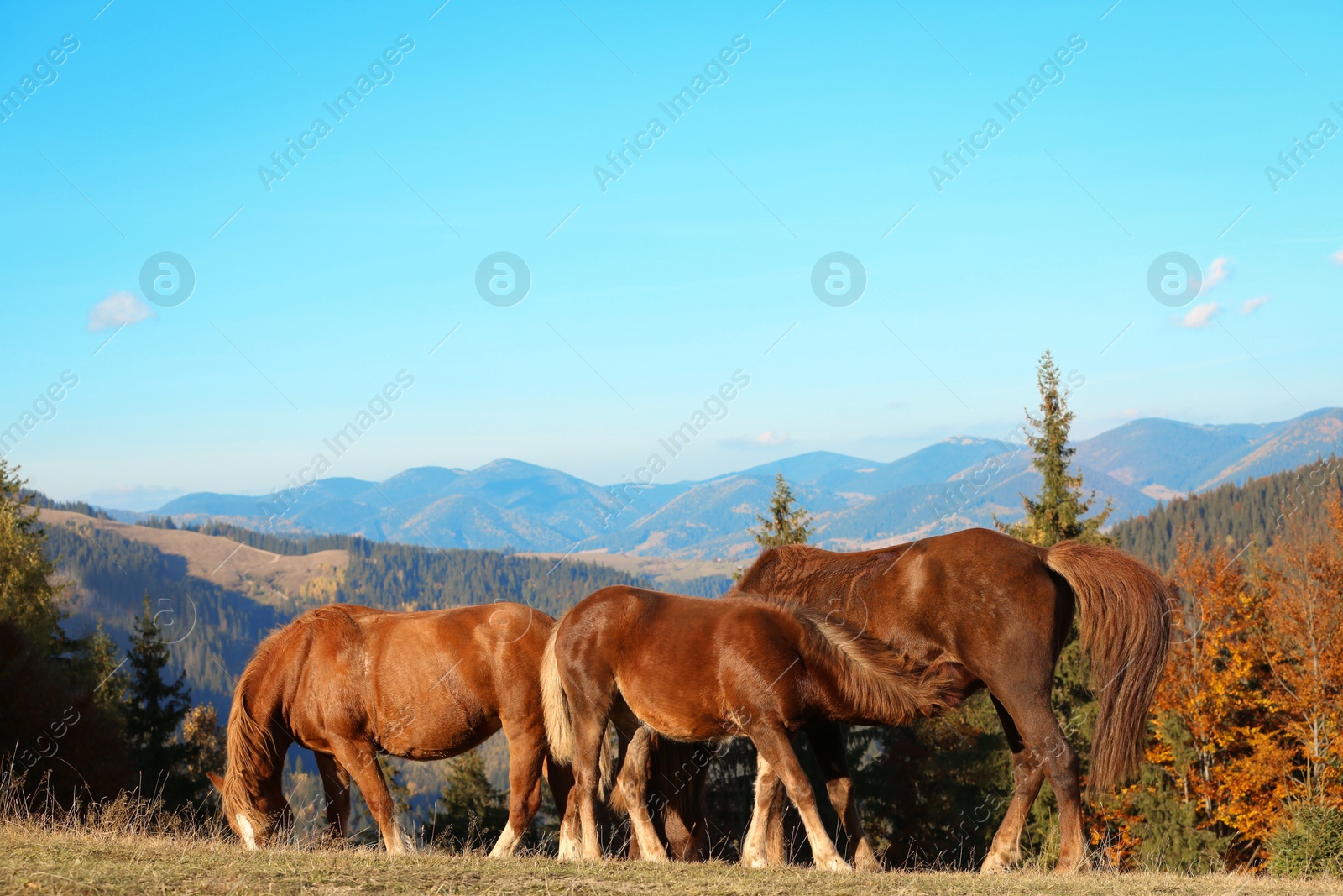 Photo of Brown horses grazing in mountains on sunny day. Beautiful pets