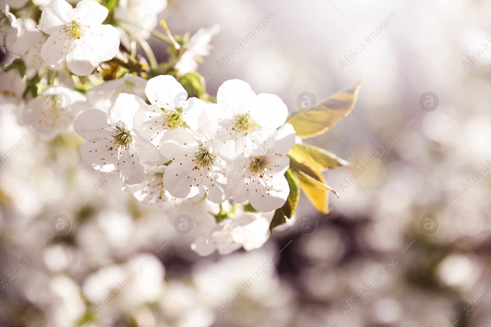 Photo of Closeup view of beautiful blossoming tree on sunny spring day outdoors