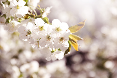 Photo of Closeup view of beautiful blossoming tree on sunny spring day outdoors