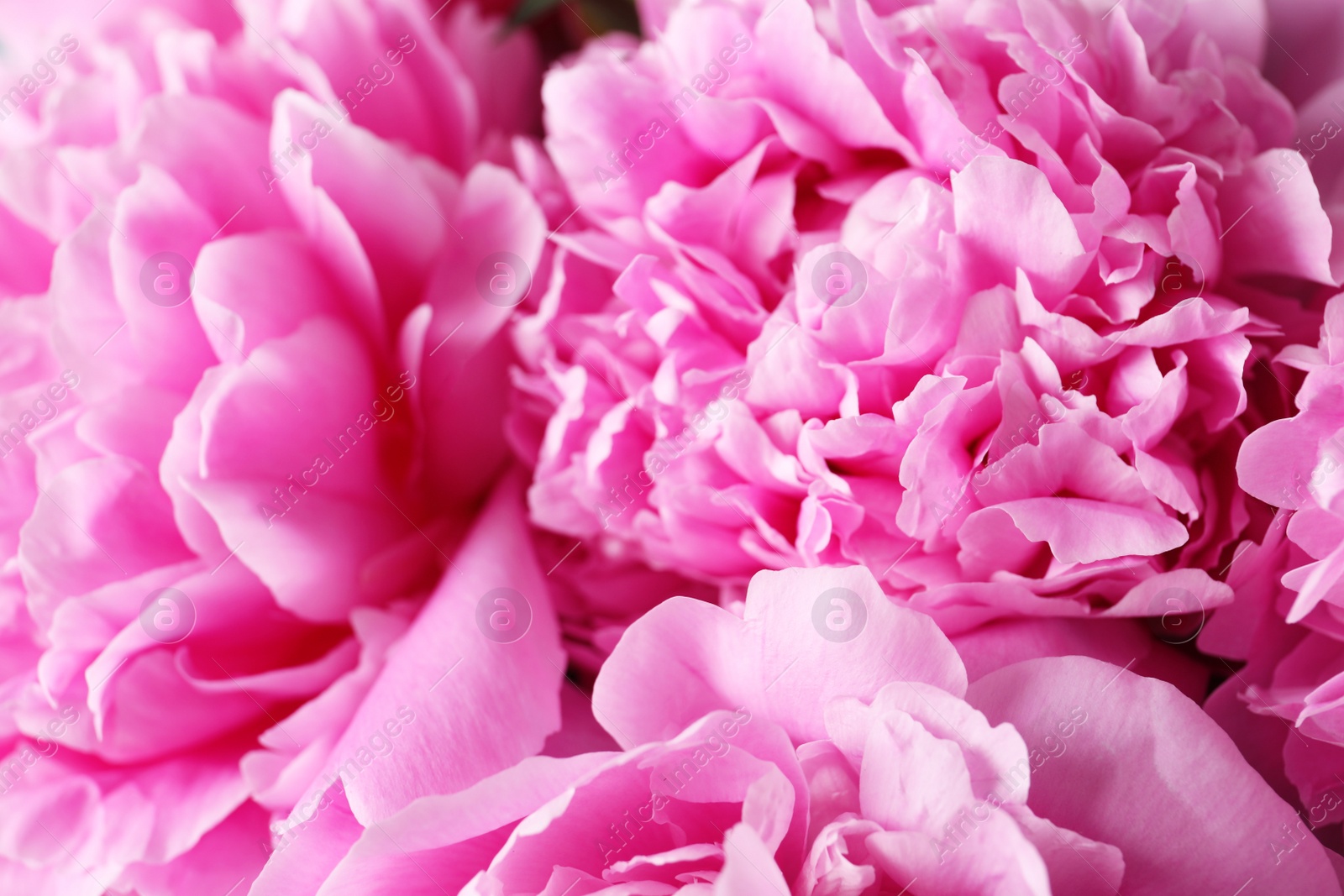 Photo of Beautiful fragrant peony flowers as background