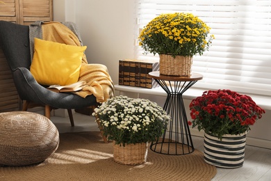 Photo of Beautiful fresh chrysanthemum flowers near window in stylish room interior