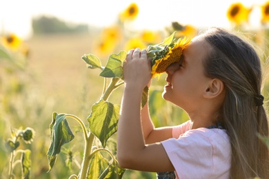 Cute little girl with sunflowers outdoors. Child spending time in nature