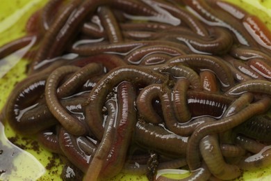 Photo of Many earthworms with water in light green dish, closeup. Terrestrial invertebrates