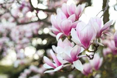 Photo of Closeup view of magnolia tree with beautiful flowers outdoors, space for text. Awesome spring blossoms