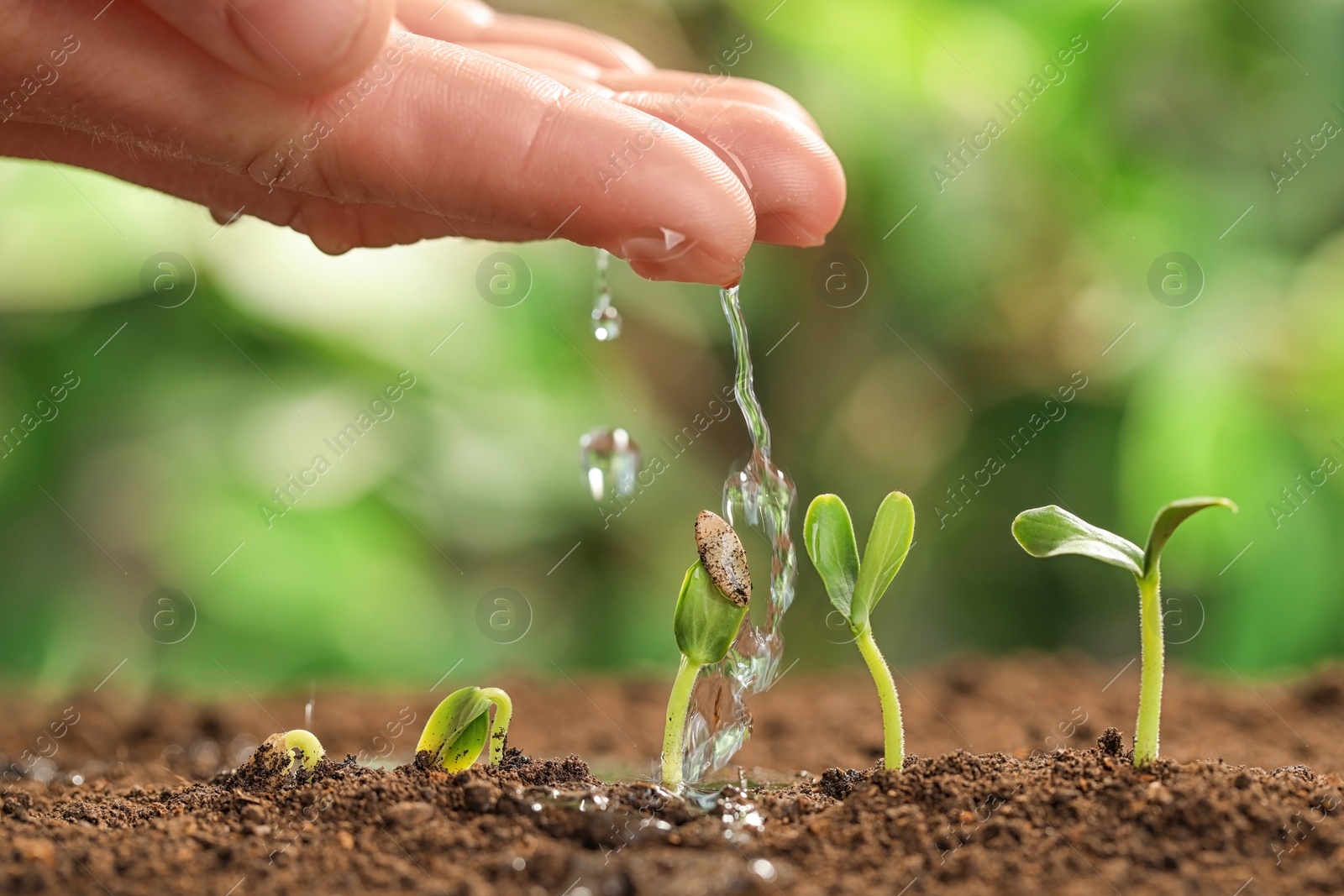 Photo of Young woman watering little seedlings against blurred background, closeup