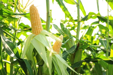Photo of Ripe corn cobs in field on sunny day