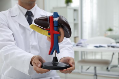 Photo of Doctor demonstrating model of liver in clinic, closeup. Space for text