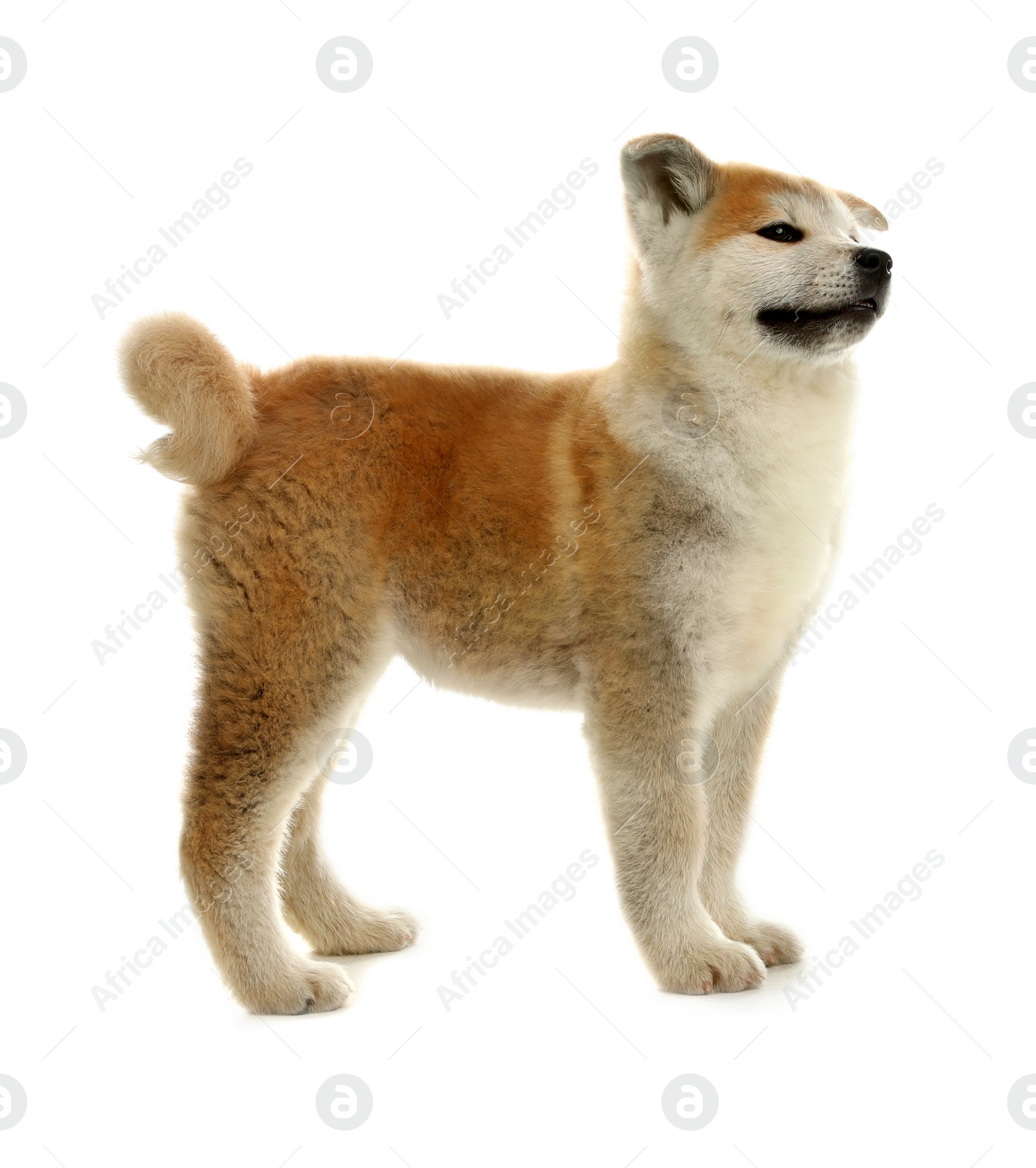 Photo of Cute akita inu puppy isolated on white