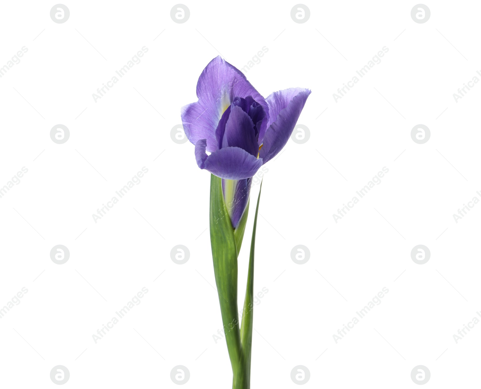 Photo of Beautiful iris isolated on white. Spring flower