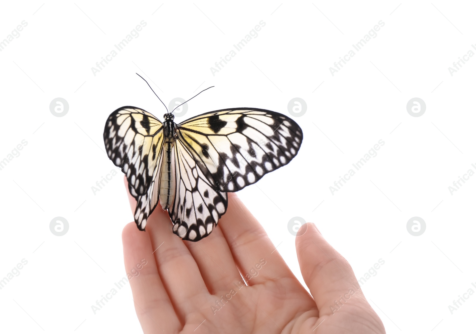 Photo of Woman holding beautiful rice paper butterfly on white background, closeup