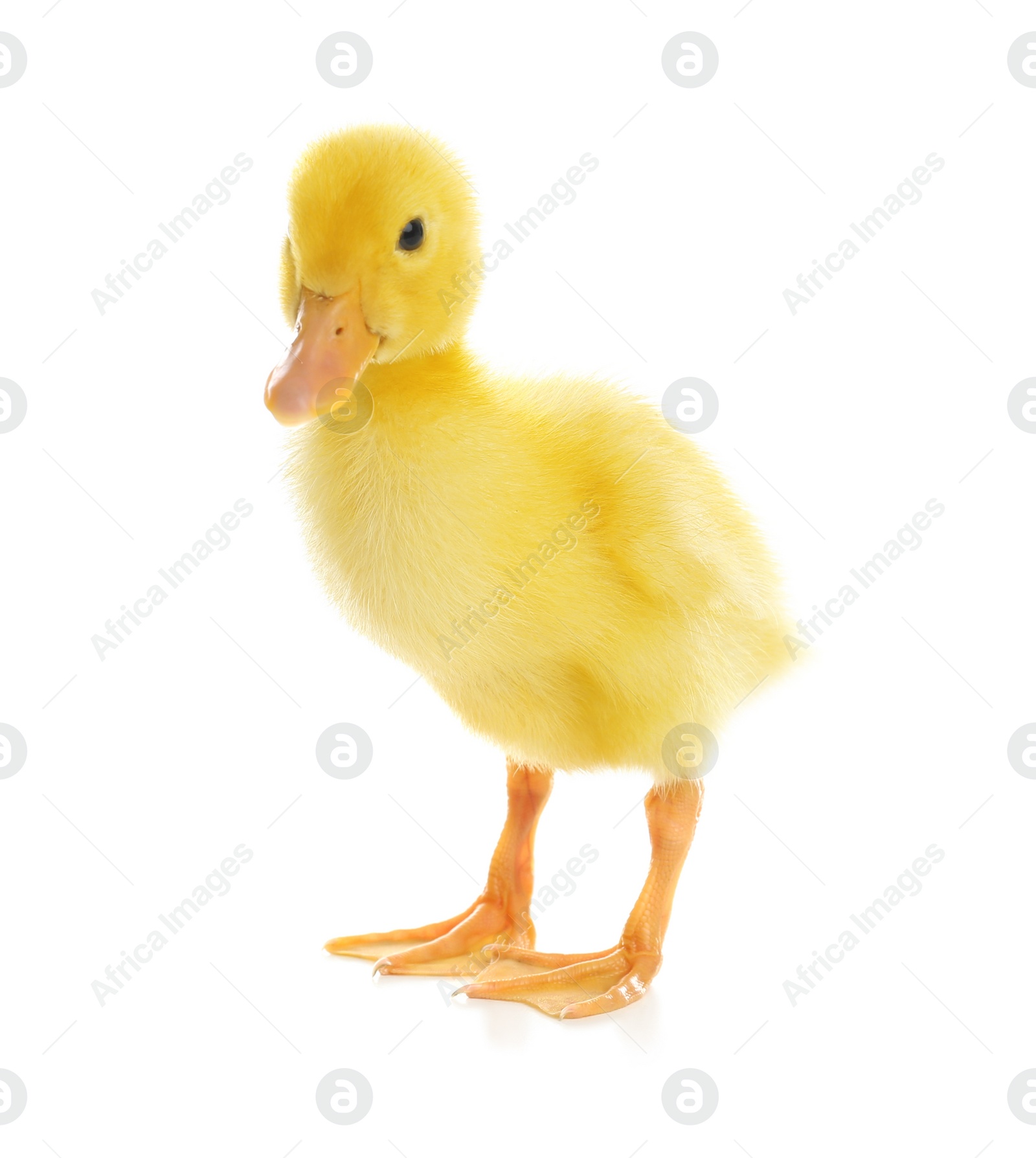 Photo of Cute fluffy baby duckling on white background