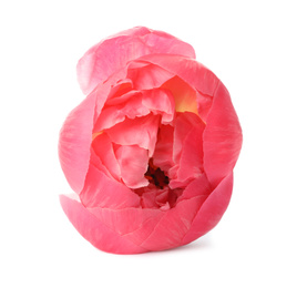 Beautiful pink peony bud isolated on white