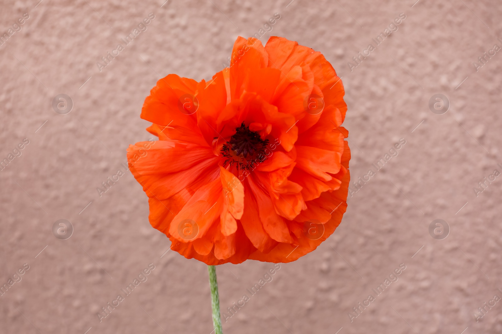 Photo of Beautiful bright red poppy flower on pink blurred background, closeup