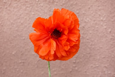 Photo of Beautiful bright red poppy flower on pink blurred background, closeup