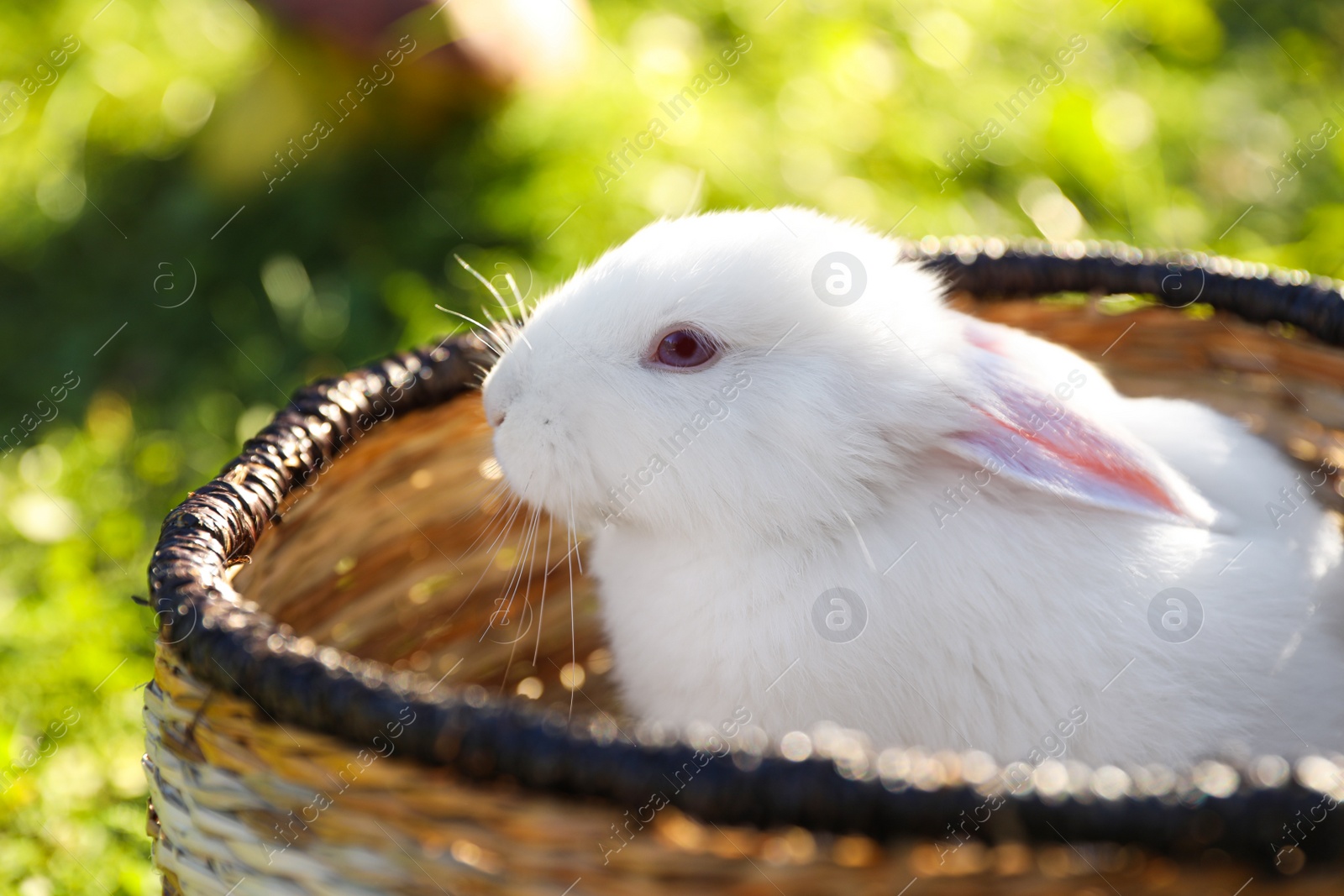 Photo of Cute white rabbit in wicker basket on grass outdoors, closeup