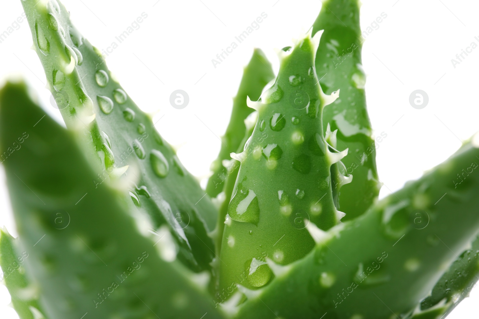 Photo of Leaves of aloe vera on white background, closeup