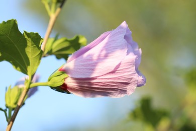Beautiful pink hibiscus bud growing outdoors, closeup
