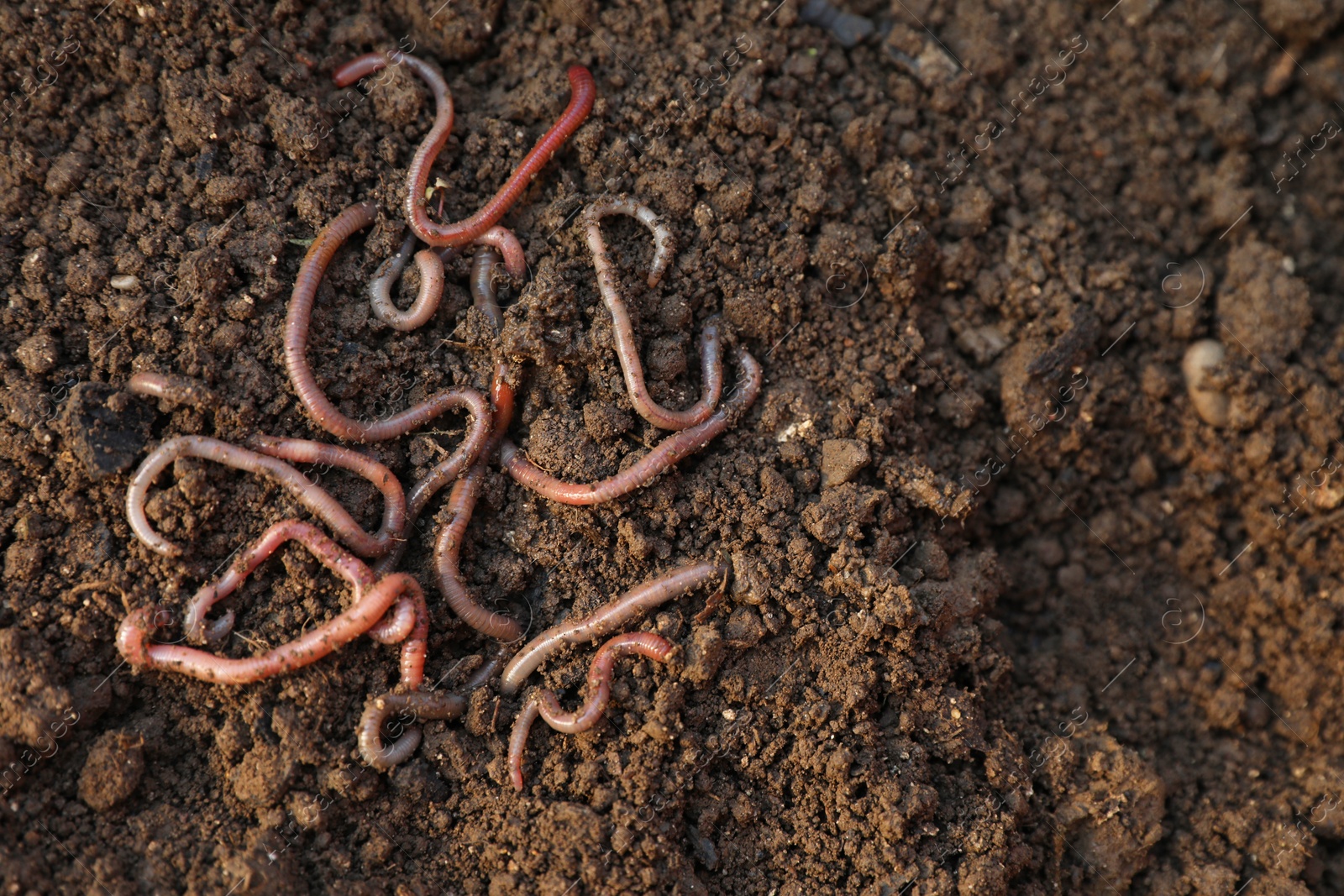 Photo of Many earthworms on wet soil, top view. Space for text