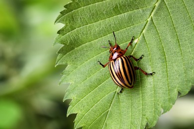Photo of Colorado potato beetle on green leaf against blurred background, closeup