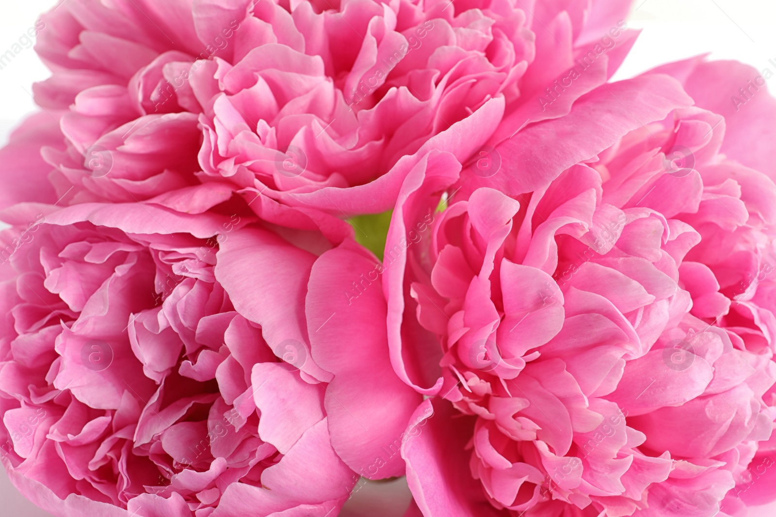 Photo of Beautiful fresh peony flowers on white background, closeup