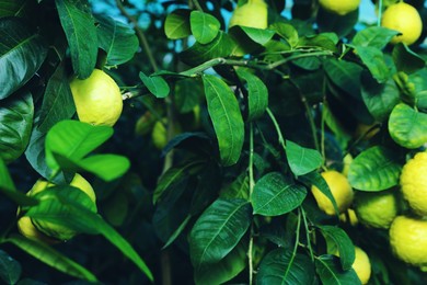 Photo of Unripe lemons growing on tree outdoors, closeup