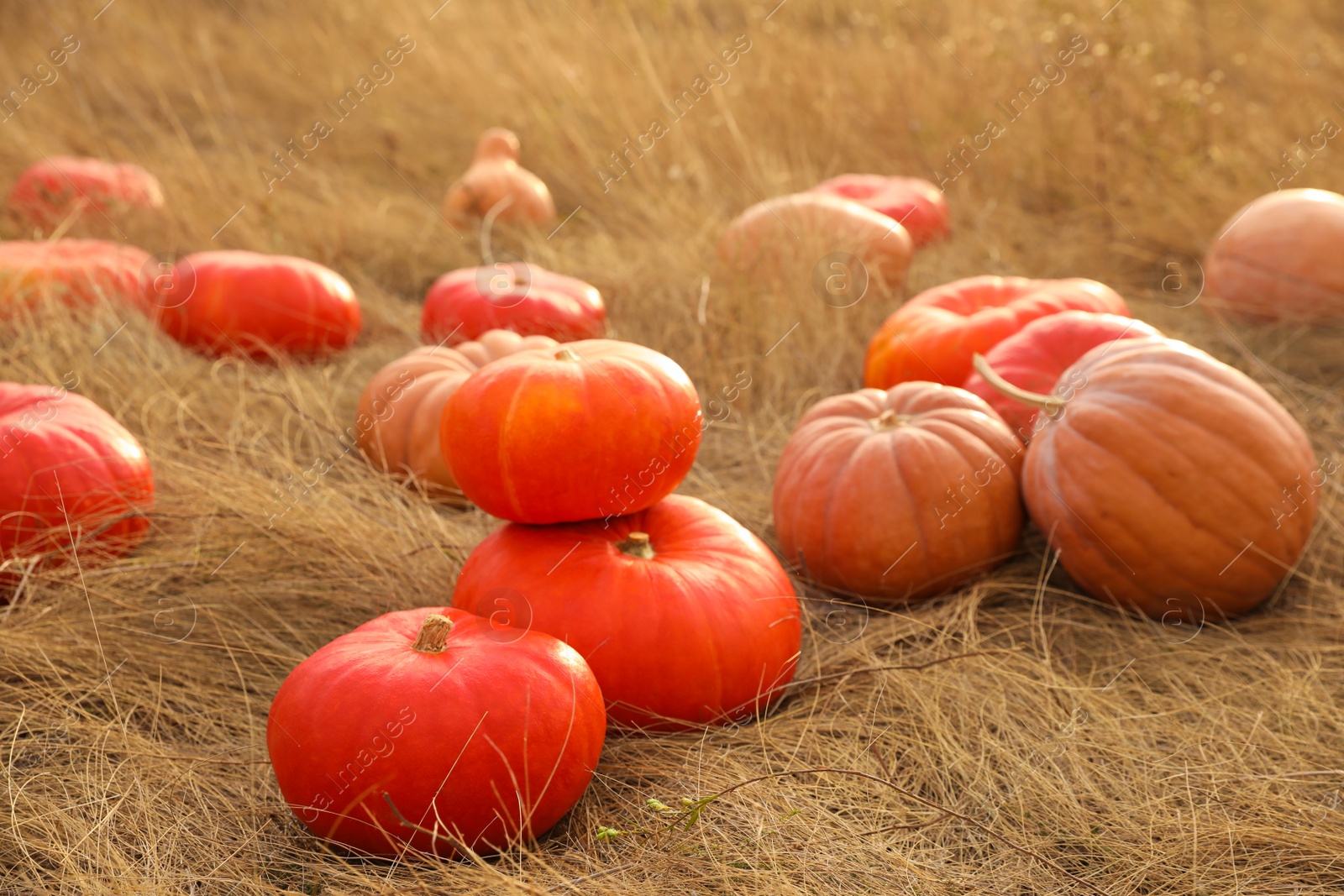 Photo of Ripe orange pumpkins among dry grass in field