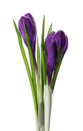 Photo of Beautiful purple crocus flowers isolated on white. Spring season