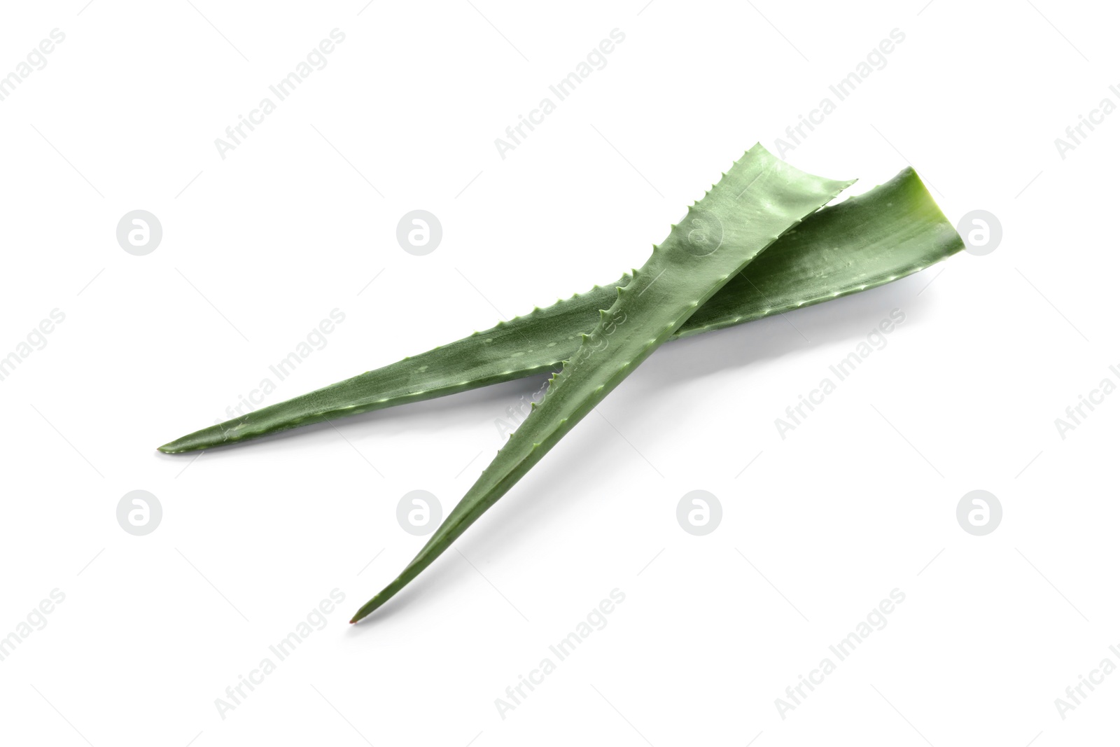 Photo of Green aloe vera leaves isolated on white