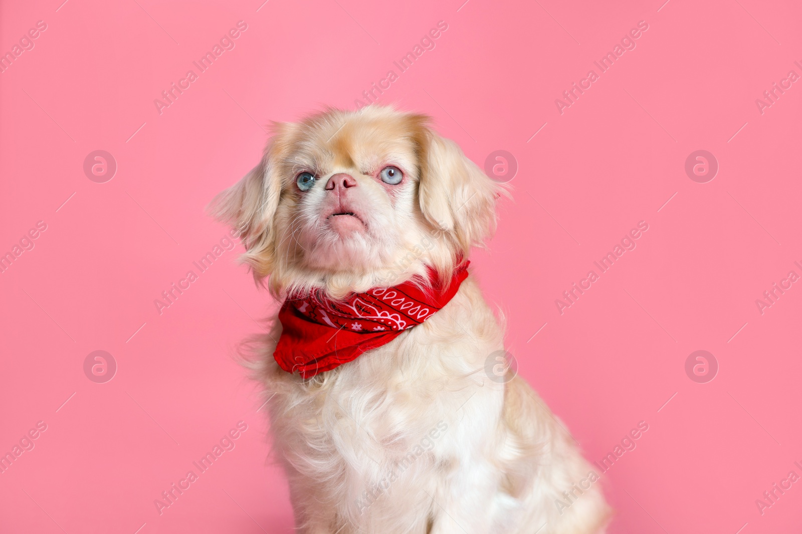 Photo of Cute Pekingese dog with bandana on pink background