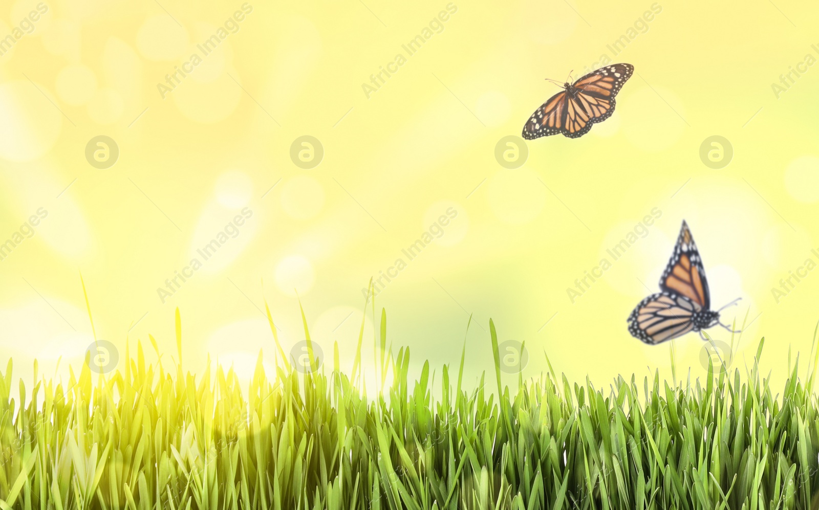 Image of Fresh green grass and butterflies on sunny day. Spring season