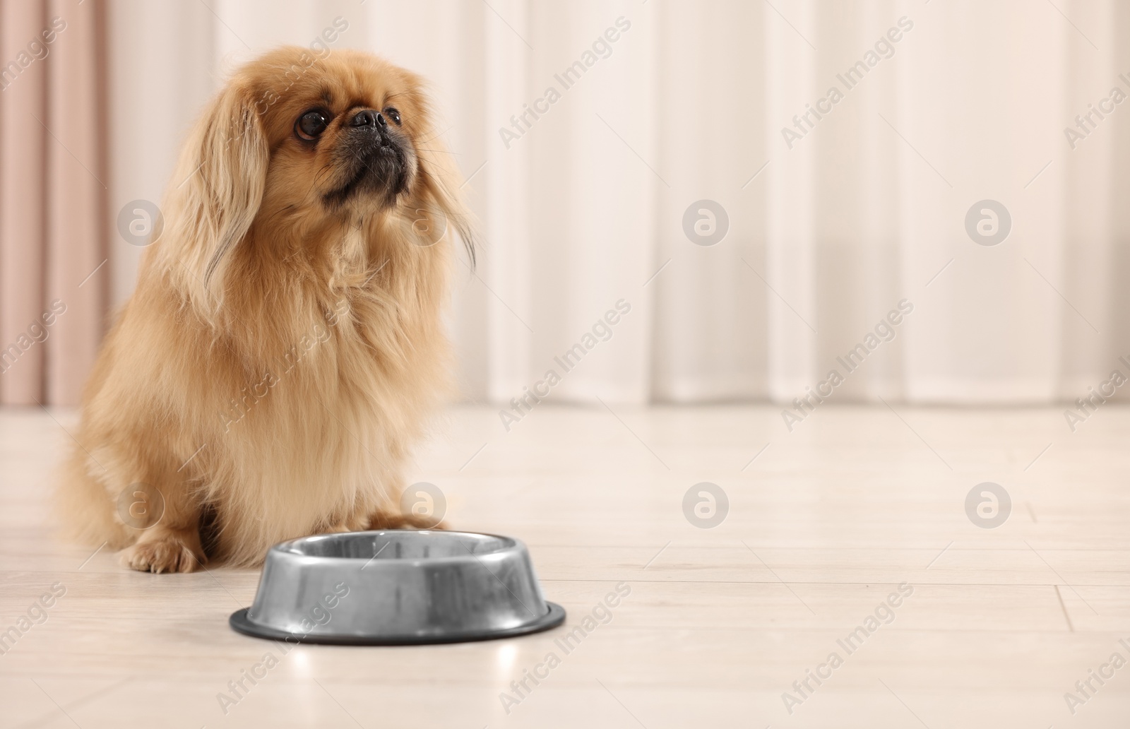 Photo of Cute Pekingese dog near pet bowl in room. Space for text