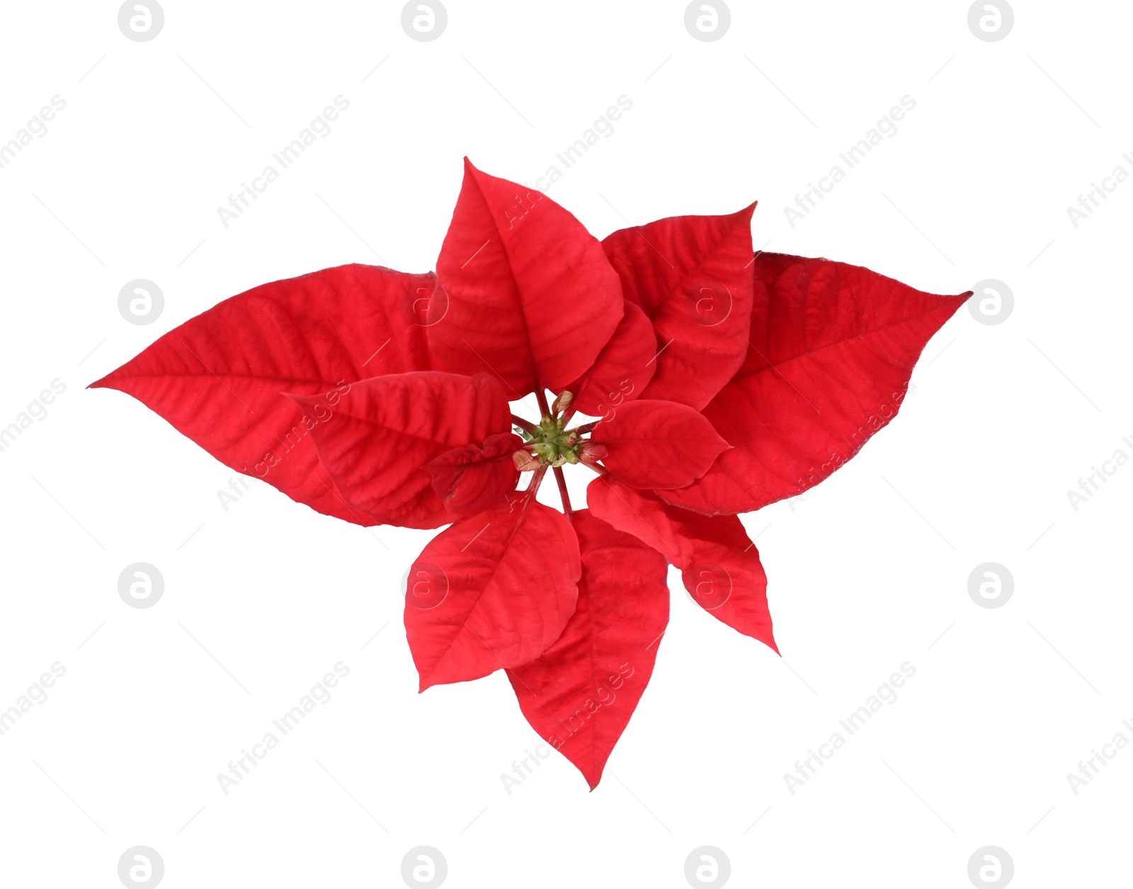 Photo of Beautiful Poinsettia isolated on white, top view. Traditional Christmas flower