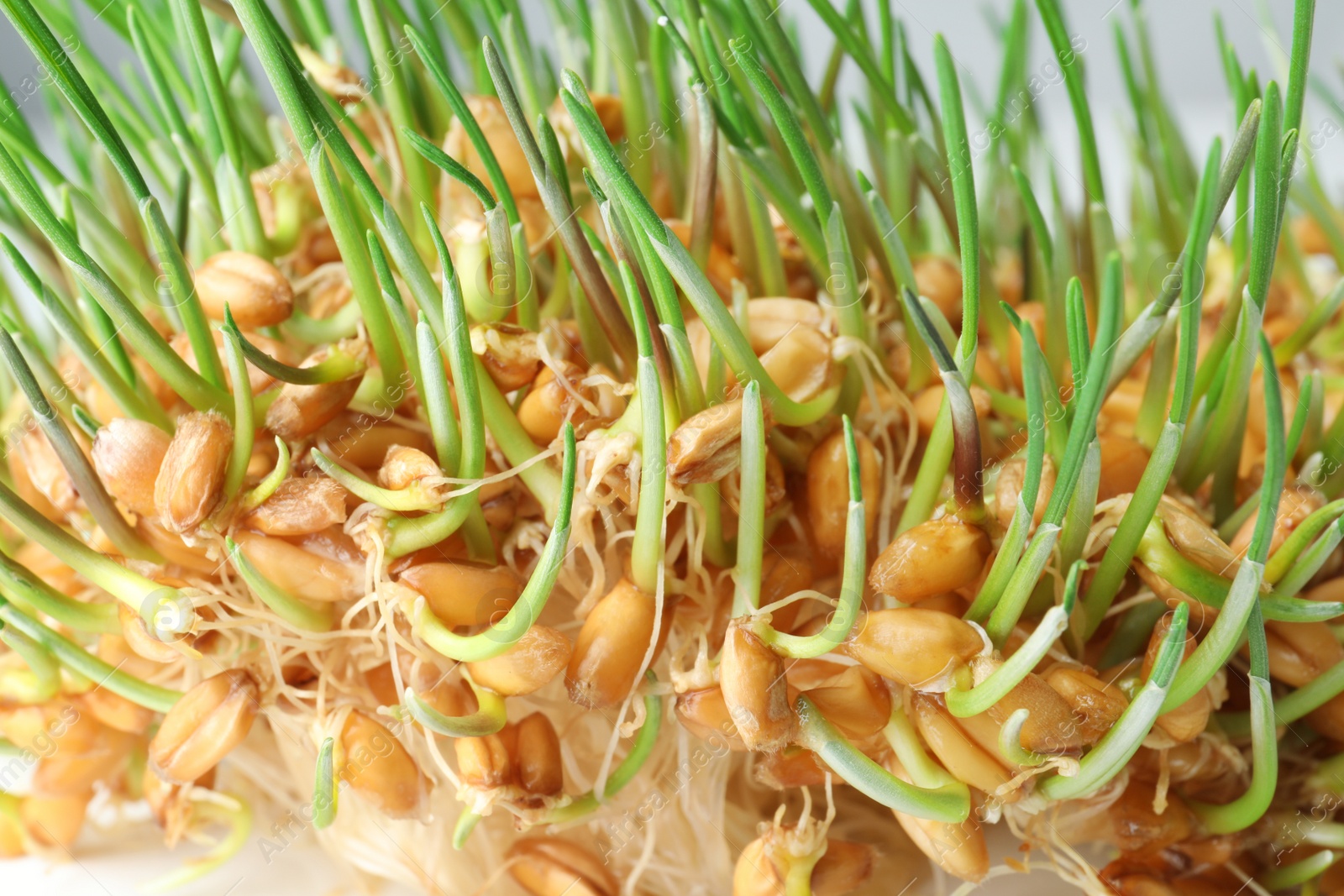 Photo of Sprouted wheat grass seeds, closeup. Dietary supplement