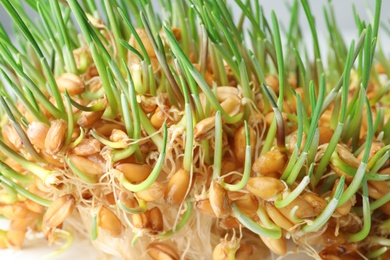 Sprouted wheat grass seeds, closeup. Dietary supplement