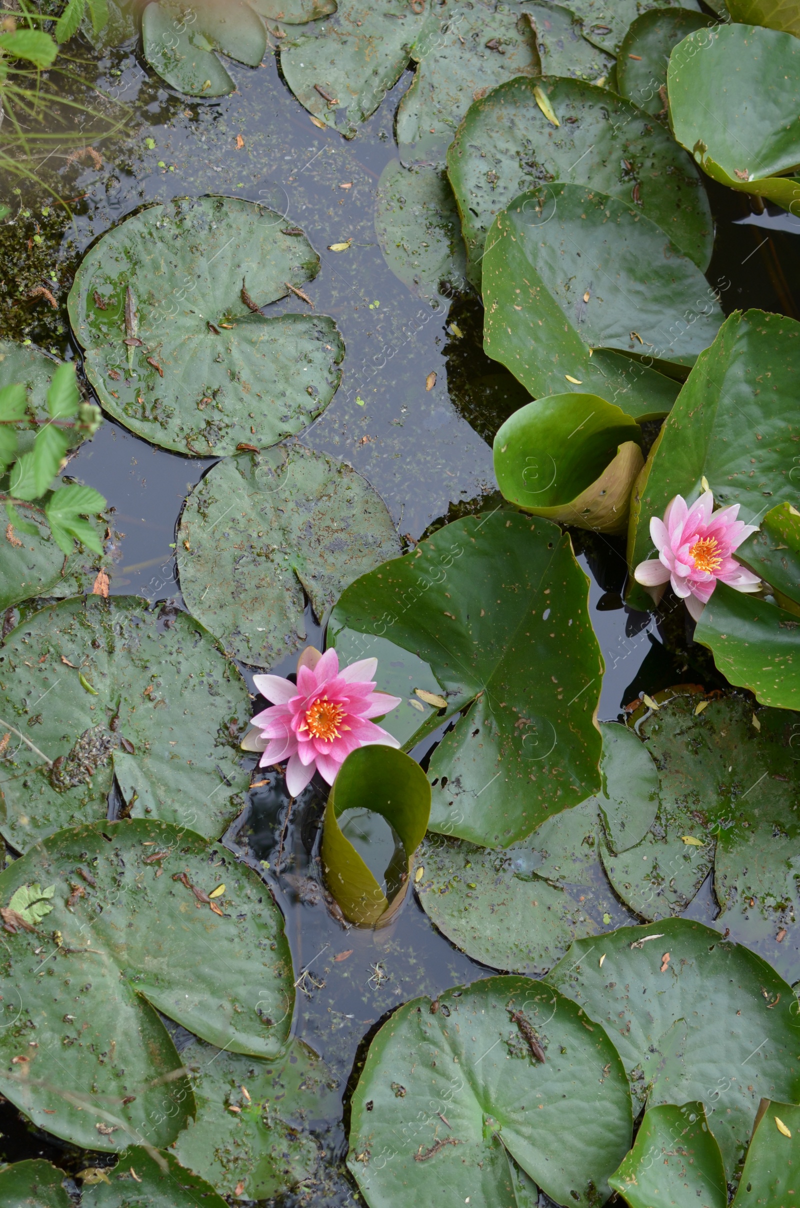 Photo of Beautiful water lily flowers and leaves in pond, above view